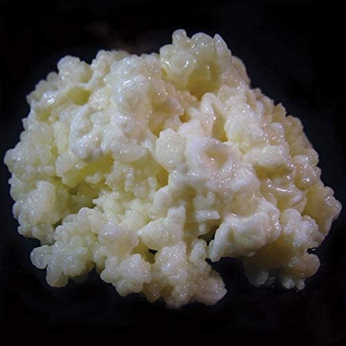 Milk Kefir Grains 1 Tablespoon